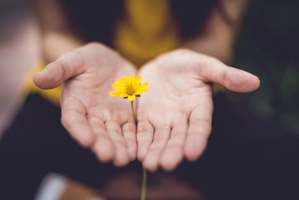 Des mains qui offrent une petite marguerite jaune